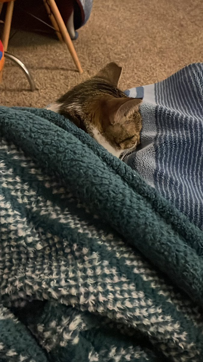 ThatEv_money's tweet photo. Sleepy kitty #Sleepingbeauty #Catsonlap https://t.co/H29x9YeKX5