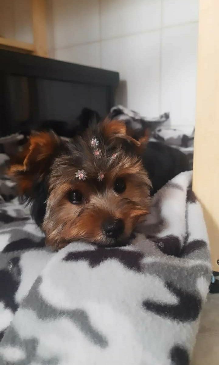 RusherkingyMYA's tweet photo. Cacau Mernes

Miraa @emimernes_ mi perrita con brillitos 😂❤ https://t.co/NZtCGMy9K1
