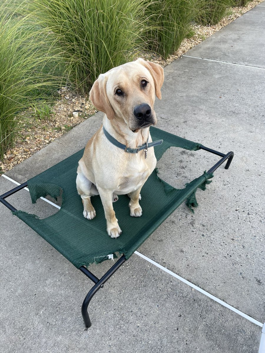 CoachWallace23's tweet photo. @JuiceKiffin They just can’t have nice things. This was his second bed like this🤦🏼‍♀️ https://t.co/PTTCkVNAiC