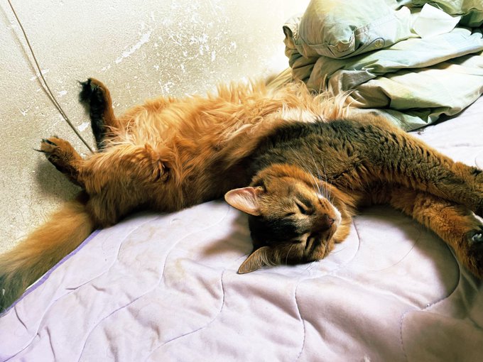 めちゃくちゃ甘えてきよる 