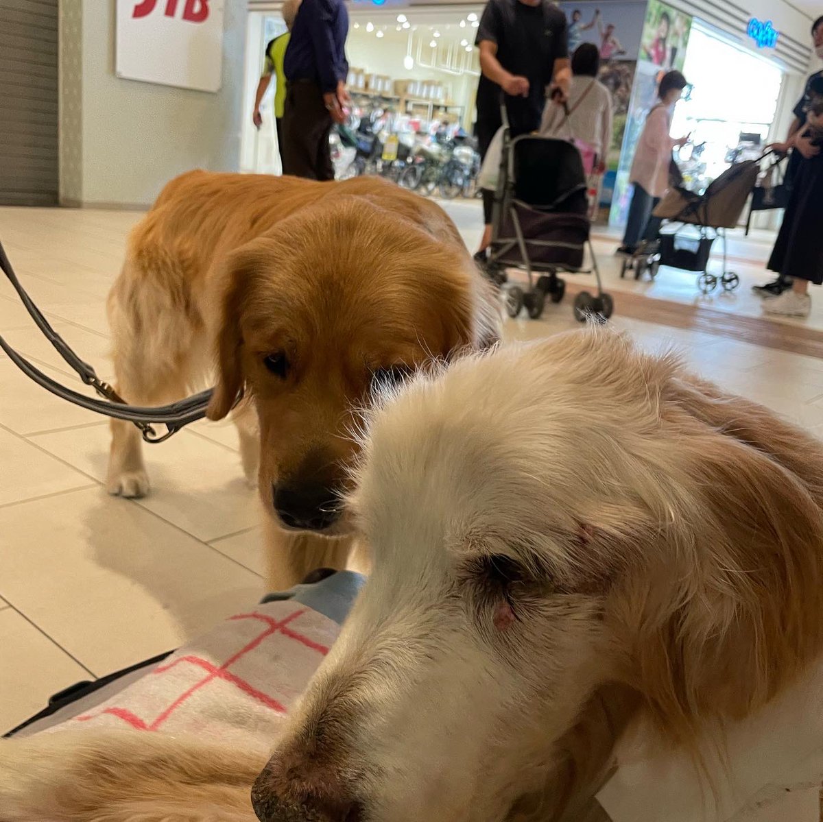 love_buddy_'s tweet photo. 今日は偶然、カーボンくんママとカーボンくんに会えましたっ♬
ママさんとは先代のボスくんの時以来で、カーボンとは初めまして😊
バディはカーボンくんに元気注入してもらいましたよー💪
#goldenretriever  #ゴールデンレトリバー　#ゴールデンレトリーバー  #16歳9ヶ月　#頑張る老犬　#介護は恩返し https://t.co/Mrazopmc0E
