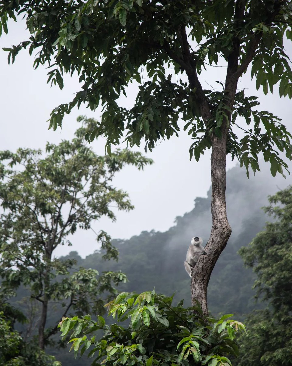 From the #forests of mountain - Himalayan Gray Langur #photo by instagram.com/suraj_photogra…
(Suraj Gupta) 

#wildlifeindia #explorewildindiamagazine #primates #langur #india #uttarakhand