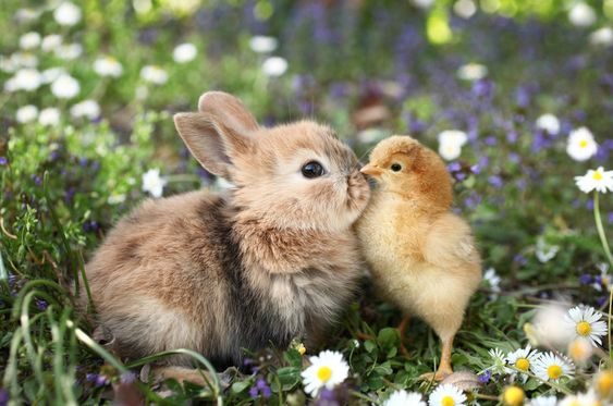 Bunnies (@rabbiteveryhour) on Twitter photo 