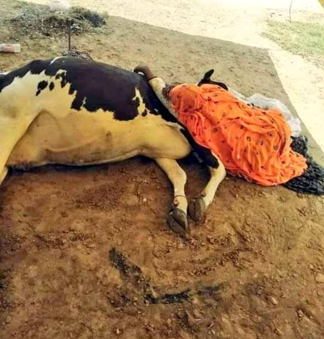 #पशुचिकित्साअधिकारीभर्ती2019 
#SaveCowSaveRajasthan
#सरकार_गायों_को_संभालो
#पशुचिकित्साअधिकारीभर्ती2019
#गौमाता_को_लम्पी_से_बचाओ
#declarelumpyepidemic 
#गाय_बचाओ_गांव_बचाओ
डॉक्टरों के70% रिक्त पदों पर, तुरंत नियुक्ति दो सरकार <a href="/KatariaLalchand/">Lalchand Kataria</a> <a href="/ashokgehlot51/">Ashok Gehlot</a>  <a href="/TheUpenYadav/">Upen Yadav (मोदी का परिवार)</a>