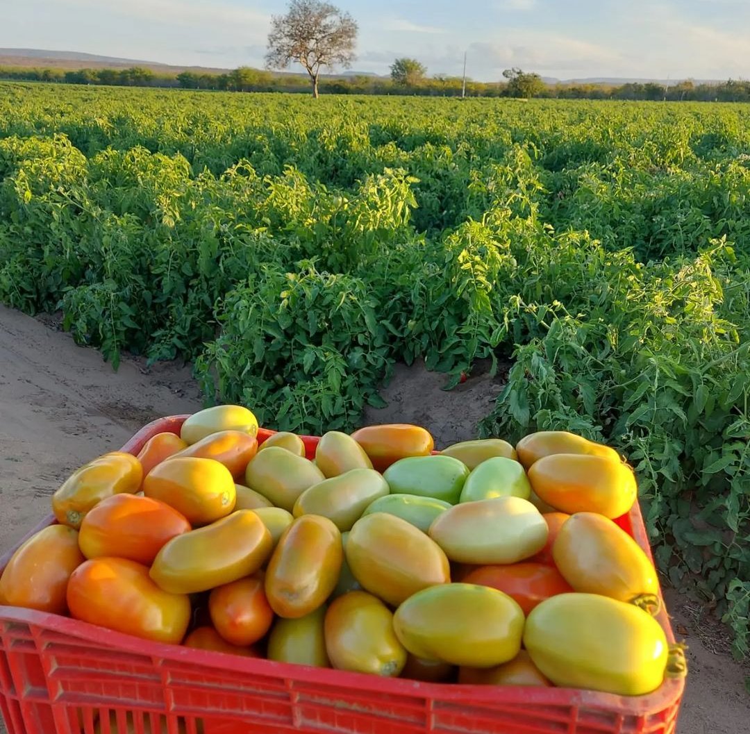 MpondaSabinus's tweet photo. If you are interested in agribusiness, please like and retweet. https://t.co/VptszzBMWq