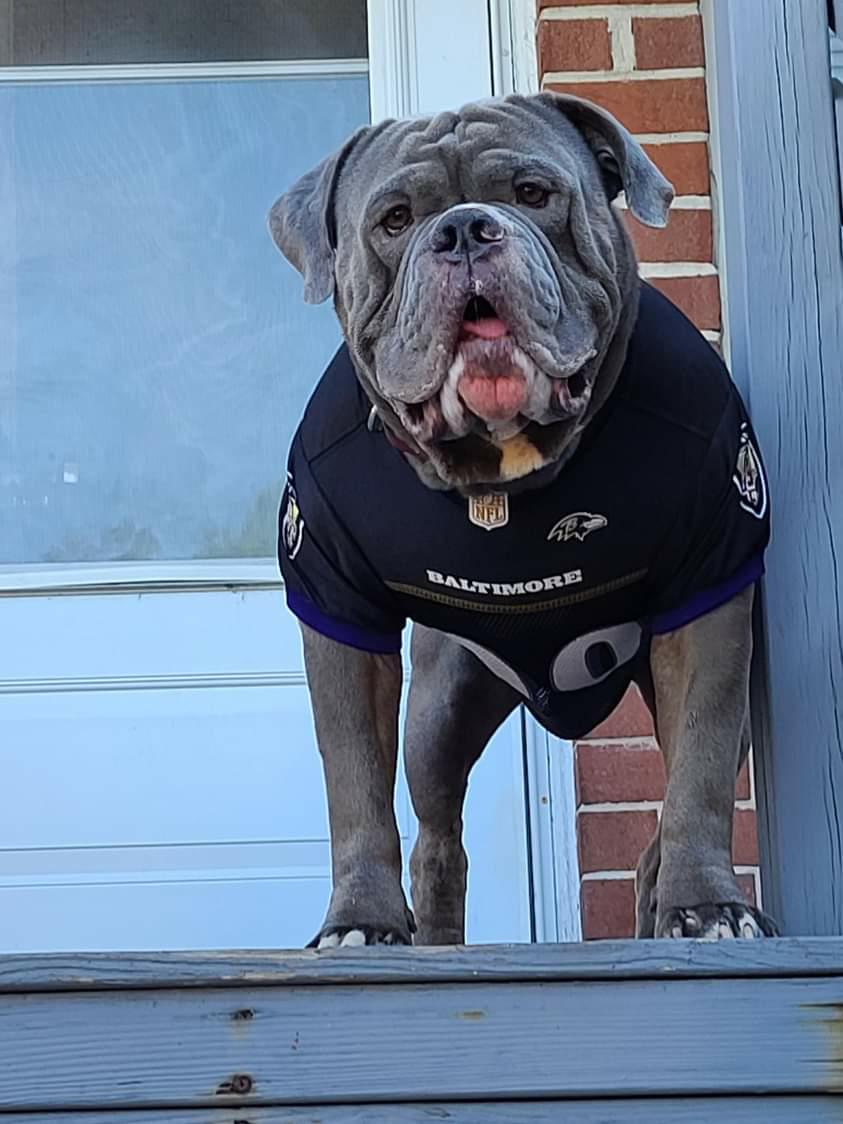 MTMKennels's tweet photo. Let's Go Nate!!!! @ufc https://t.co/X15NxvZJYZ