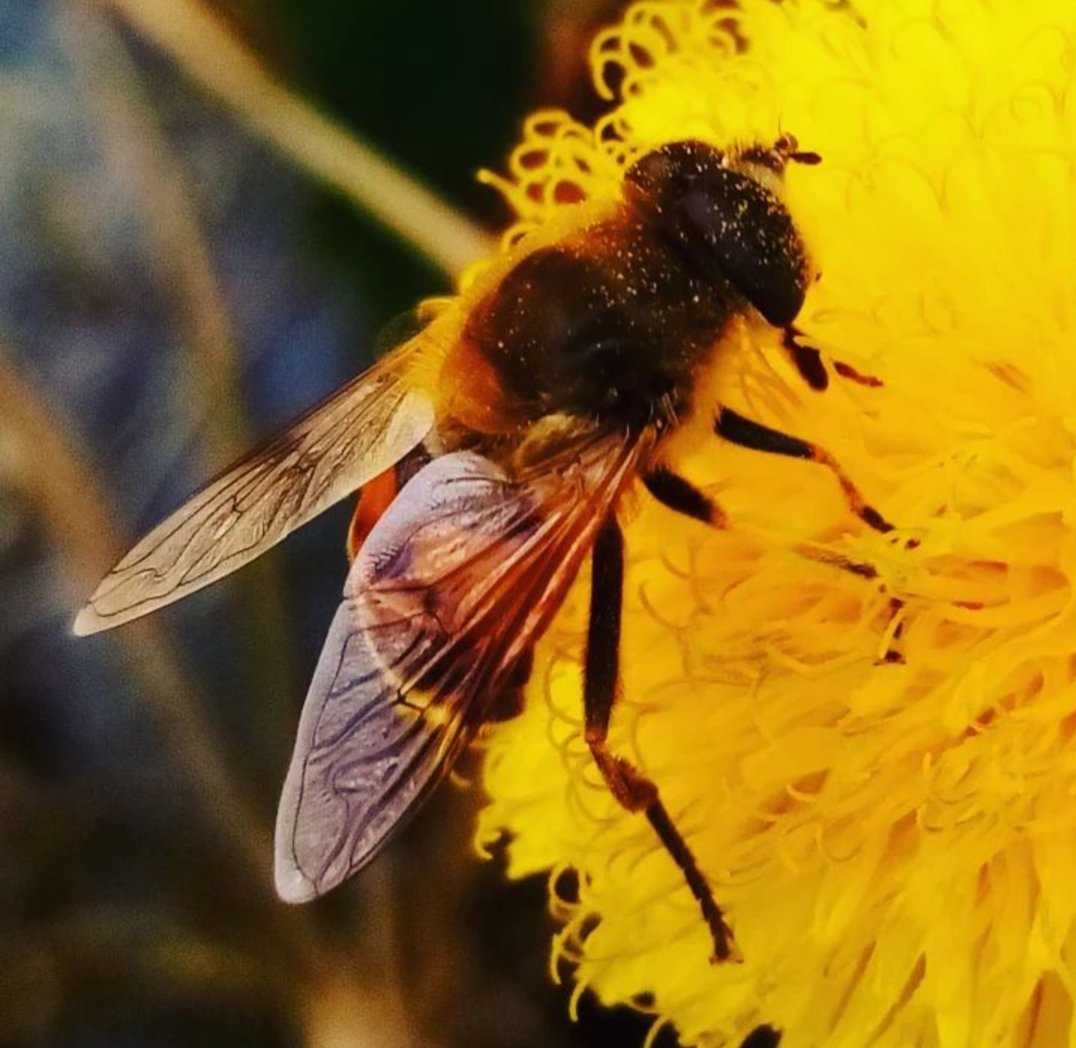 Çiçekleri bal eyleyin
Engüzel sözü söyleyin
Sevgidir herşeyin özü
Her hale elhamd deyin....