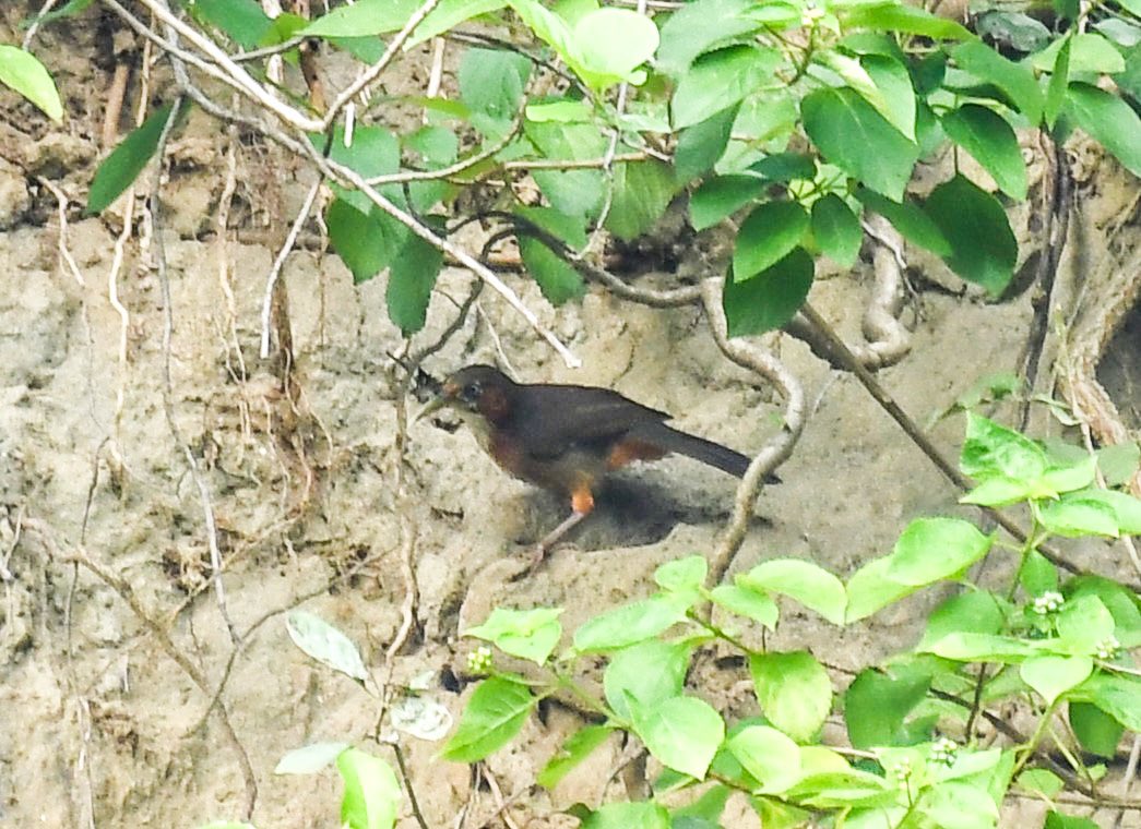 BirdTalkers's tweet photo. Can anyone identify this bird ? Apologies for the quality, but the bird was at a distance and the sky was cloudy. Location - Rupnagar, Punjab. Sept, 2022.
Thanks in advance. 
 #IndiAves #ThePhotoHour #birdwatching #birding 
#TwitterNatureCommunity #BirdTwitter #nature #birds https://t.co/j8YRk24lTc