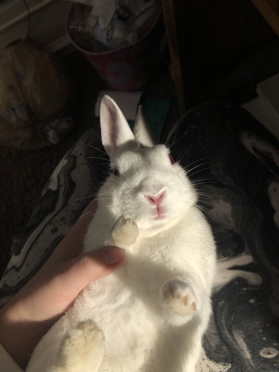 windixen's tweet image. 5 years weren’t enough with you, sweet sweet windy 🤍🌈

(‘tranced’ photos were taken during nail clipping / corn starch baths)