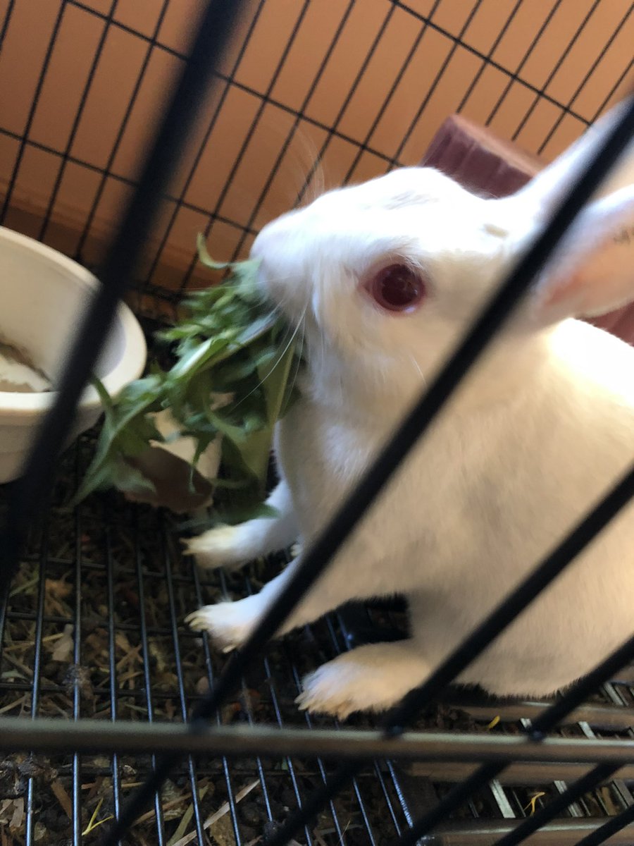 windixen's tweet image. 5 years weren’t enough with you, sweet sweet windy 🤍🌈

(‘tranced’ photos were taken during nail clipping / corn starch baths)