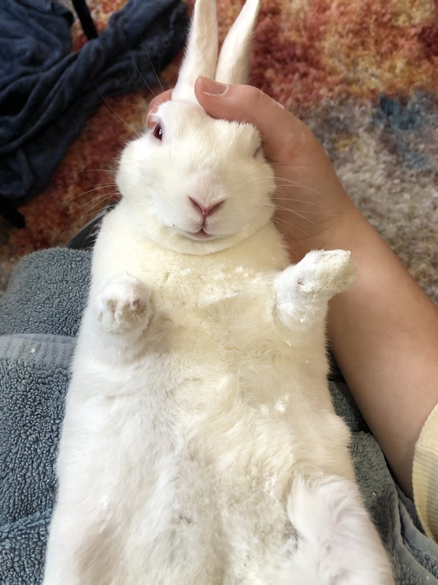 windixen's tweet image. 5 years weren’t enough with you, sweet sweet windy 🤍🌈

(‘tranced’ photos were taken during nail clipping / corn starch baths)