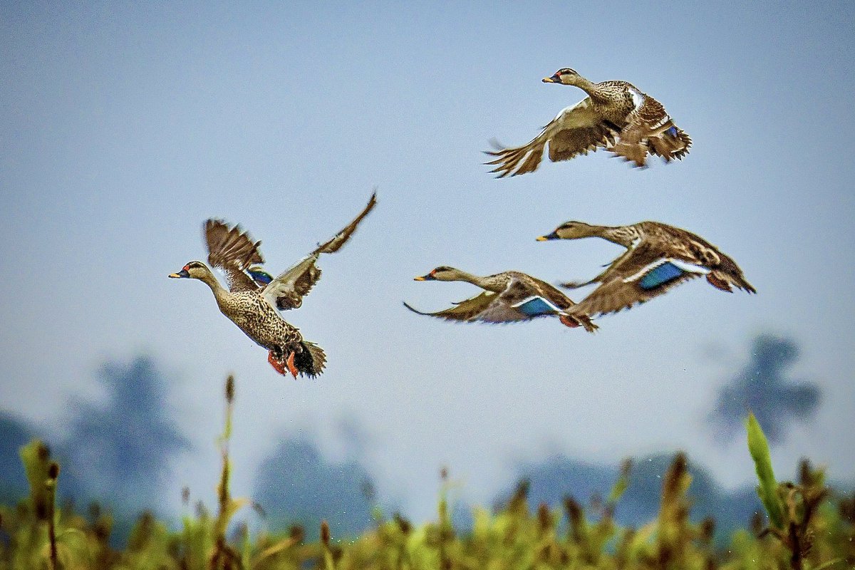 BirdTalkers's tweet photo. Early morning birding…. actually very early morning birding at Bhigwan, Pune. 😀 
Indian spot-billed duck. Sept, 2022

#wildlife_perfection #birds #birding #riverbirds #birdphotography #birdwatching #bhigwan #planetbirds  #indianbirds
@natgeo #birdphotographer #indianaves https://t.co/Bi3cFzX0A1