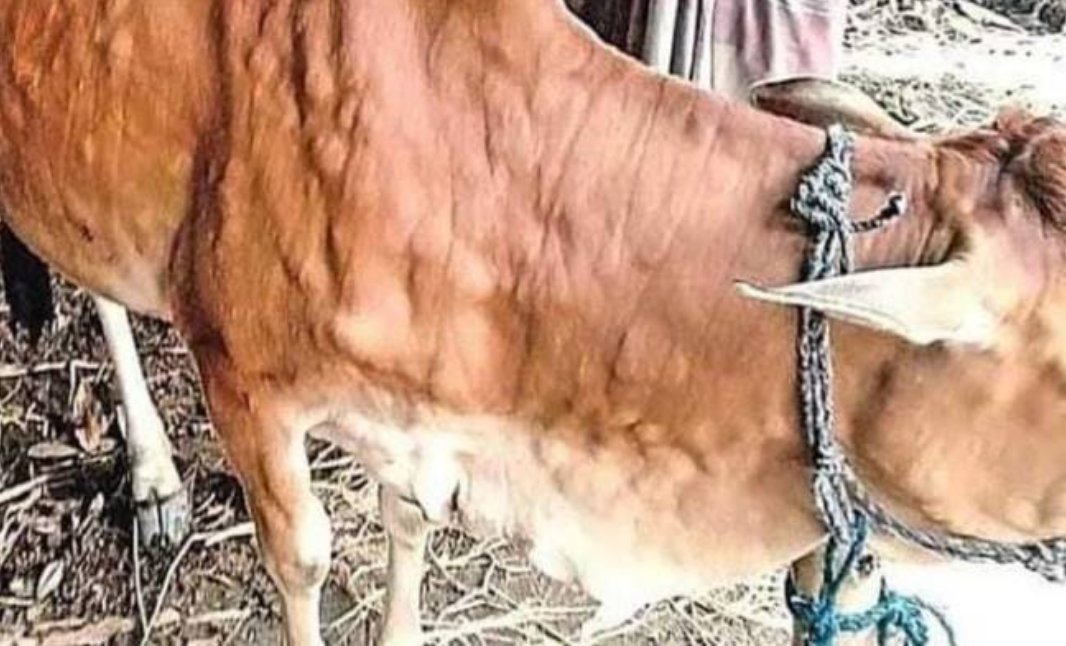 EducationRns's tweet photo. #SaveCowSaveRajasthan https://t.co/eAZgizPoUq