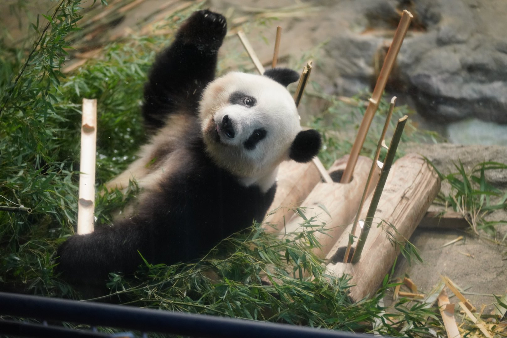 熊太郎 (ktaro_r) / Twitter