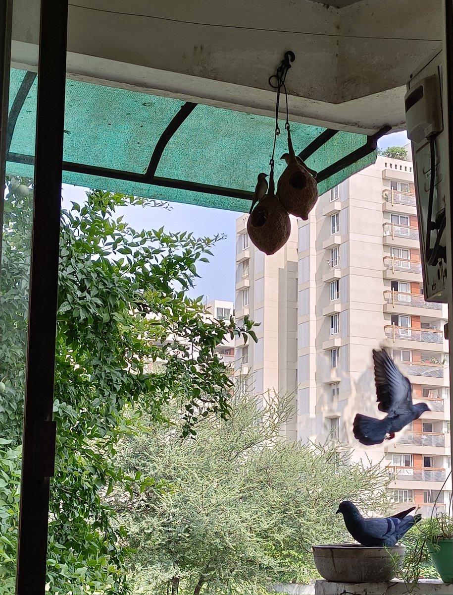 सफ़र से लौट जाना चाहता है
परिंदा आशियाना चाहता है

#birdphotography #birds #BirdTwitter #Gujarat