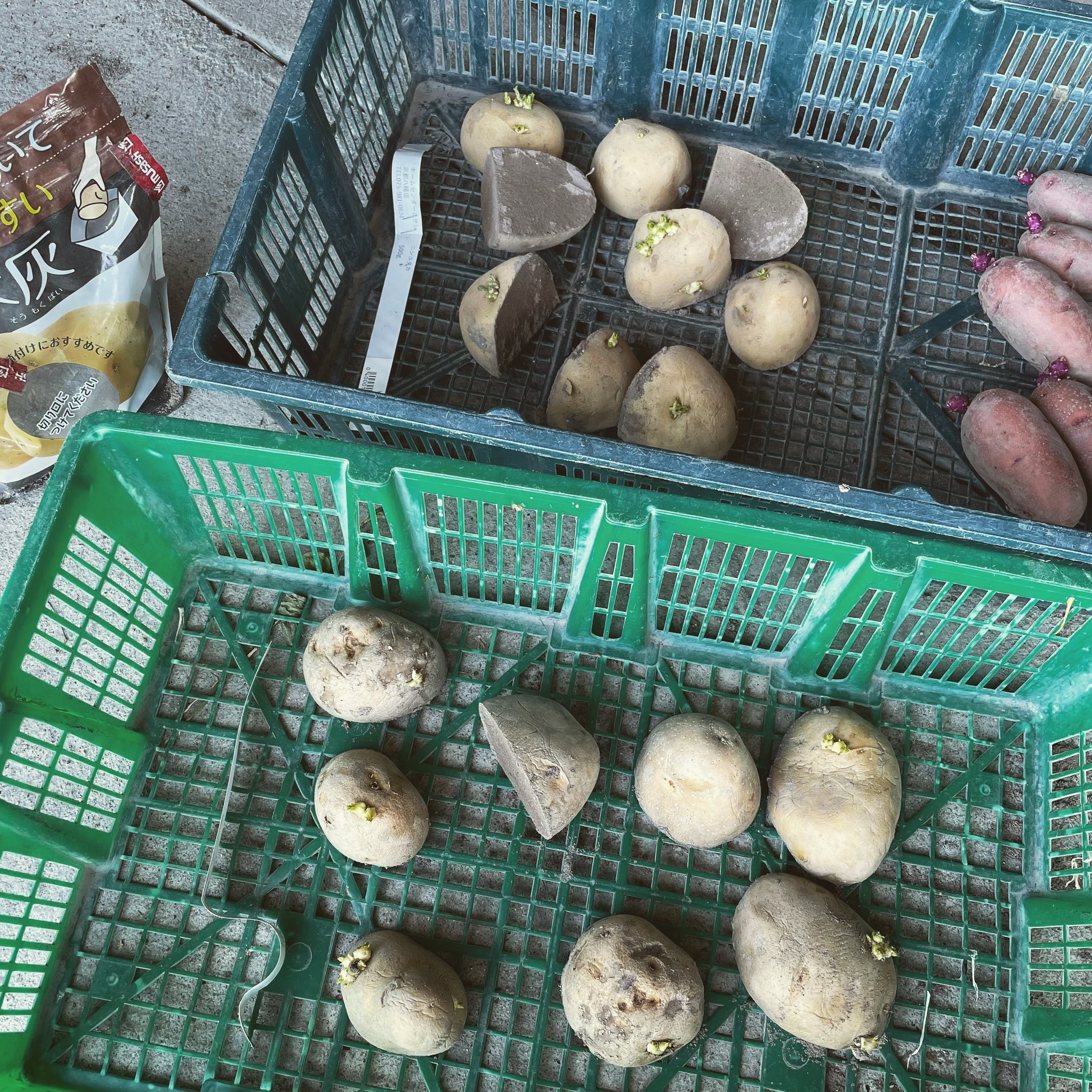 やまむファーム Ymmfarm Twitter