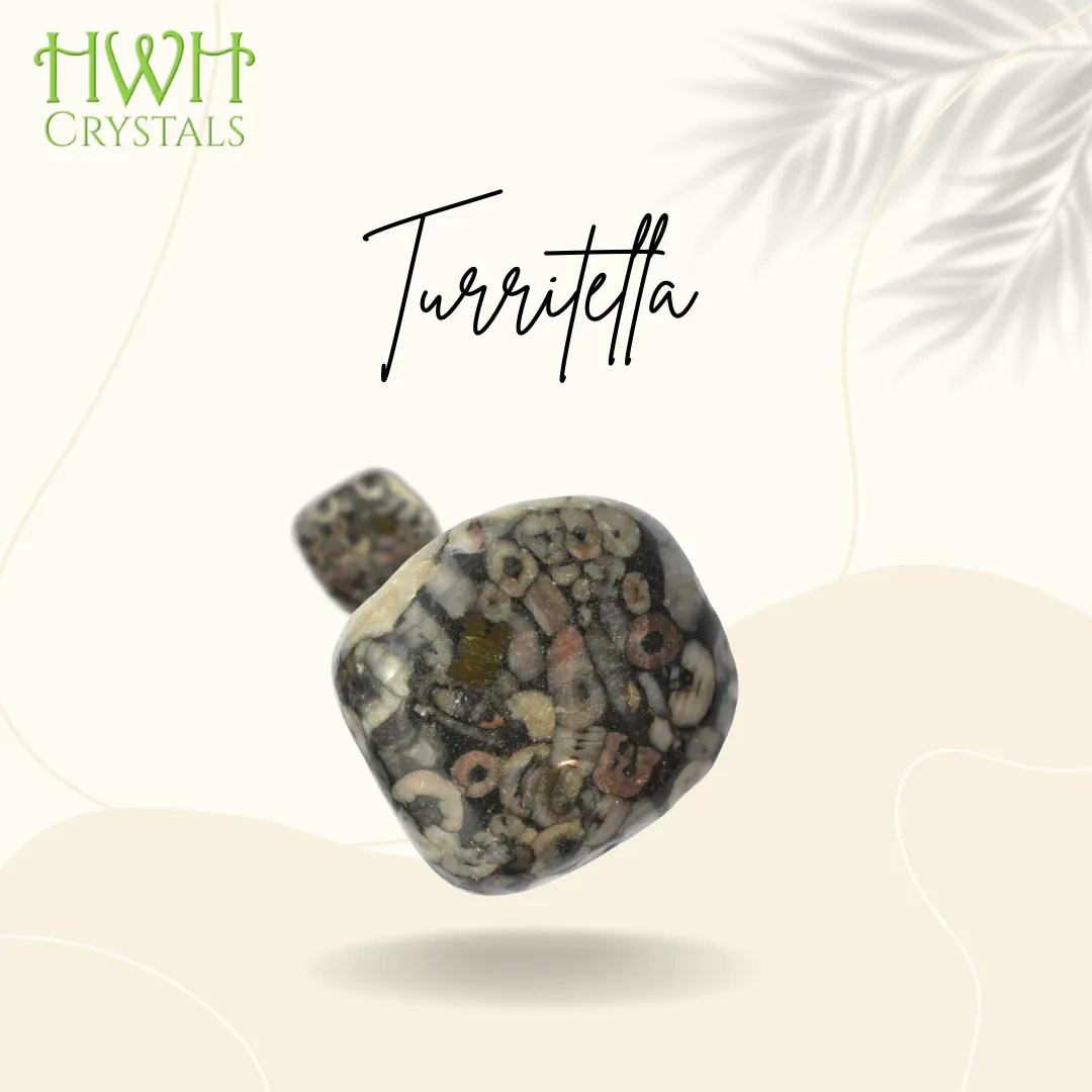 HWH_Crystals's tweet photo. The Turritella Agate provides courage and security during times of transition, it helps erase fear and anxiety.
Check out our selection of Turritella crystals >> https://t.co/NxcDPiboSM
-
-
-
#hwhcrystals #wealth #health #happiness #wholesale #wholesalecrystals #crystal https://t.co/T9ygevhZFI