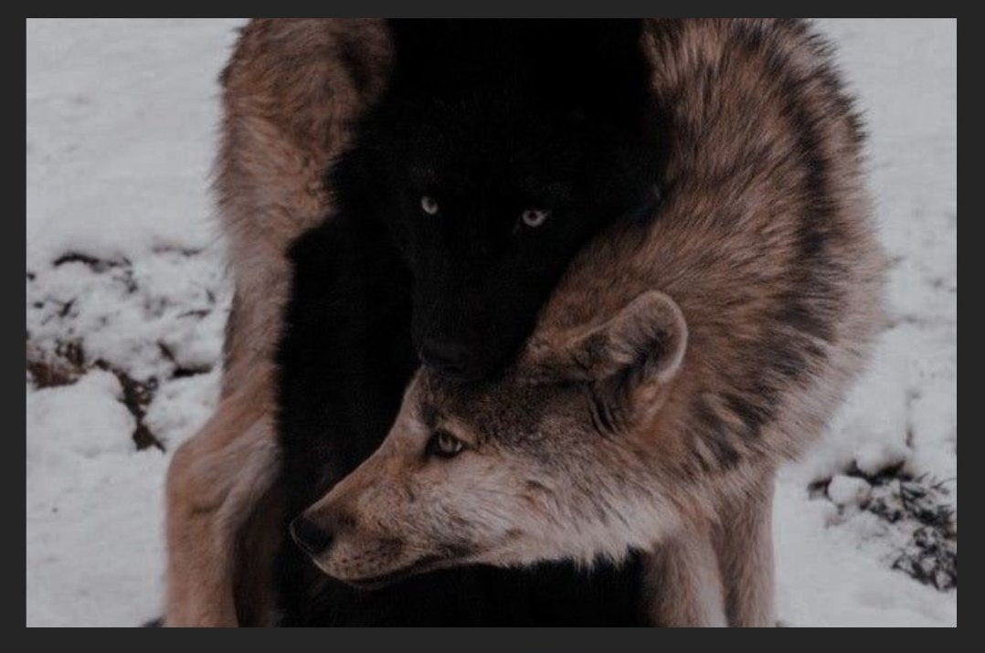Nooo the wolves in the moodboard 🥺🥺🥺🥺🥺🥺🥺
I'm excited ro read 🥰