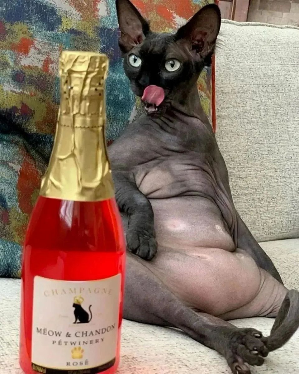 MinkSphynx's tweet photo. I don't know what you're putting in these bottles, but keep em coming 🤪 #funnysphynx #sphynxbreed #uniquecats #CatsOfTwitter #homesphynx https://t.co/TZbYGCxlQX