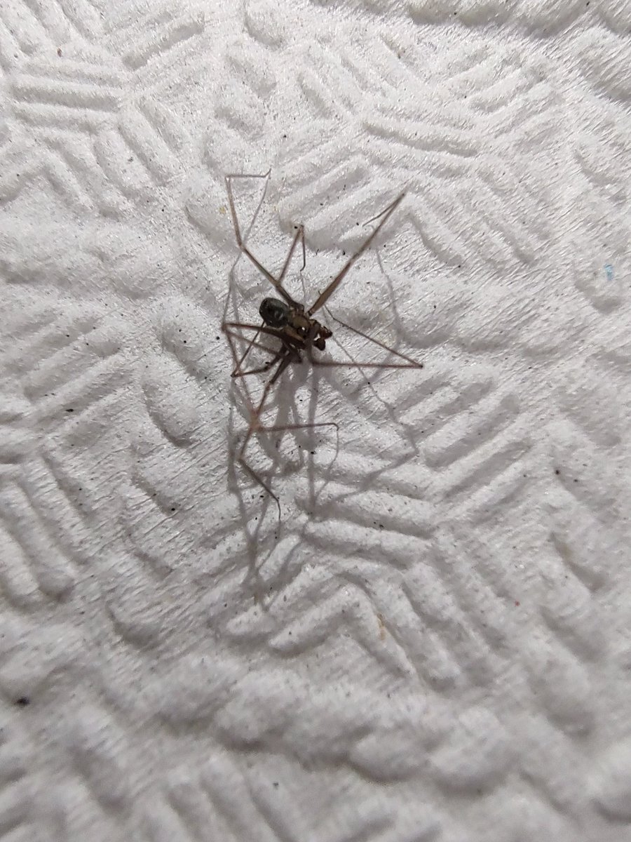 Luzyvicious's tweet photo. @Arachno_Cosas hola!!! Crees que puedas ayudarme con el ID de esta pequeña así la encontré. Mil gracias!!!! https://t.co/qh6Dwe3hMZ