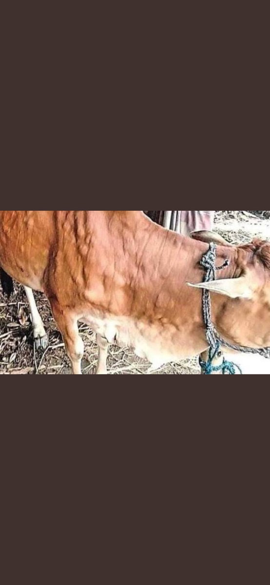SumanBabal1's tweet photo. #SaveCowSaveRajasthan
गो माता कहे किस से अपना दर्द
@zeerajasthan_ 
@1stIndiaNews https://t.co/6VCZrYDcq1