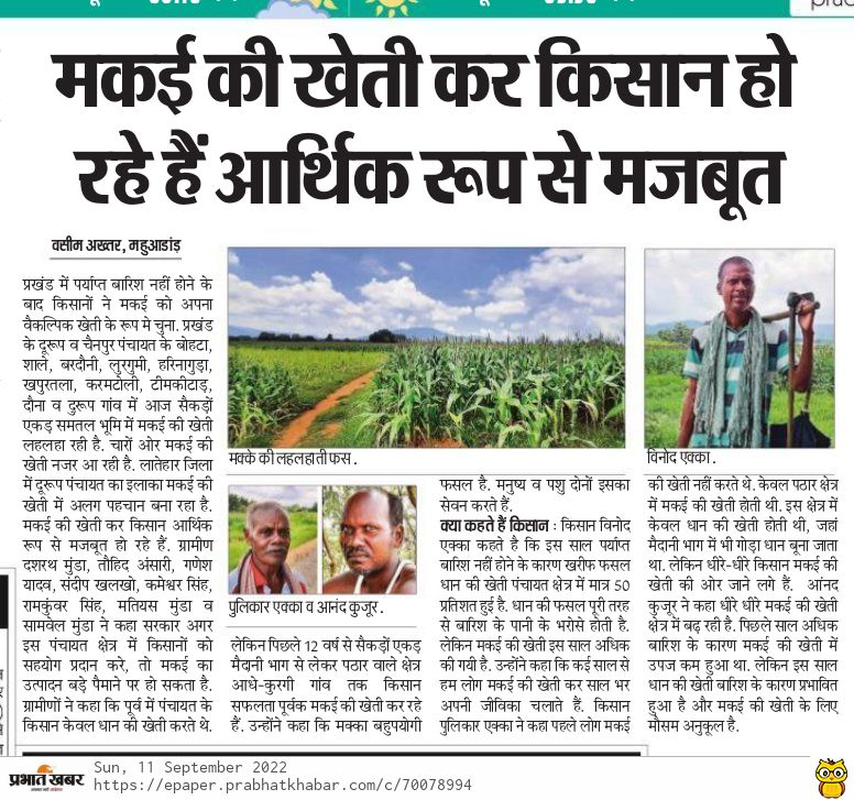 WasimAk79945360's tweet photo. किसान दशरथ मुण्डा, तौहिद अंसारी, गणेश यादव, संदीप खलखो, कमेशवर सिंह, रामकुवर सिंह, ने कहा सरकार अगर किसानों को सहयोग प्रदान करे तो मकई उत्पादन में हमारा पंचायत क्षेत्र जिला ही नही राज्य भर में अव्वल रहेगा, इलाके की पहचना पूरे राज्य में मकई के उन्नत खेती के लिए की जाएगी .. https://t.co/Pi3q4k9S9A