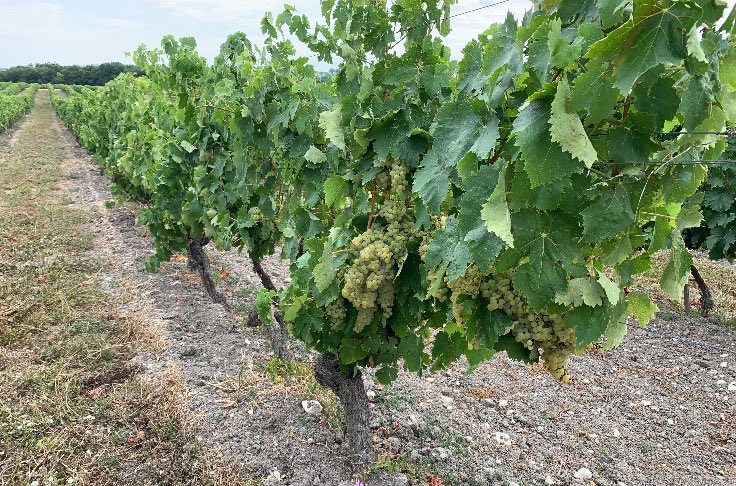 #vin 🍷🍇 44 millions d’hl pour la vendange française 2022 

✅ Après la faible récolte 2021, la production repartirait à la hausse de 16% et retrouverait son niveau moyen depuis 2017.

vitisphere.com/actualite-9748…