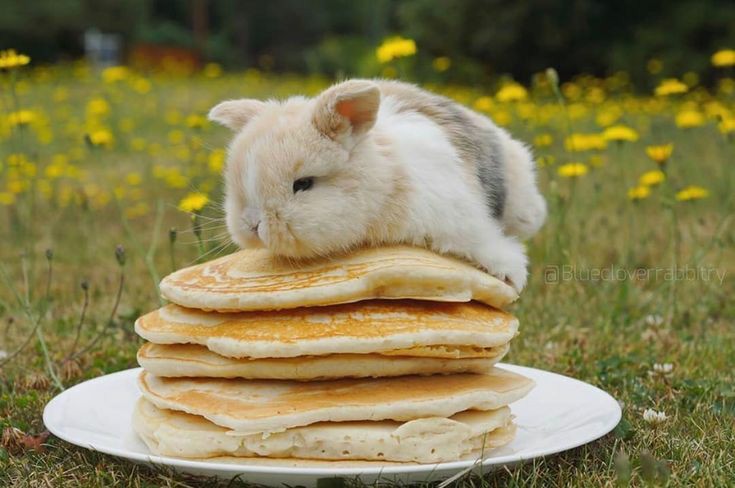 Bunnies (@rabbiteveryhour) on Twitter photo 