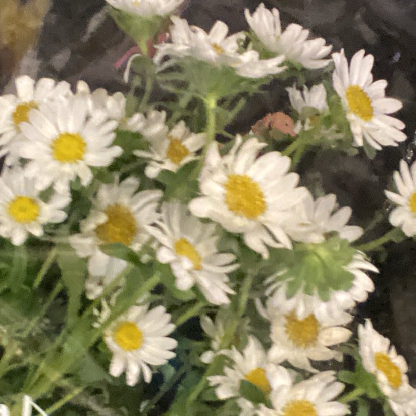 ferin (@ferinxq) on Twitter photo 