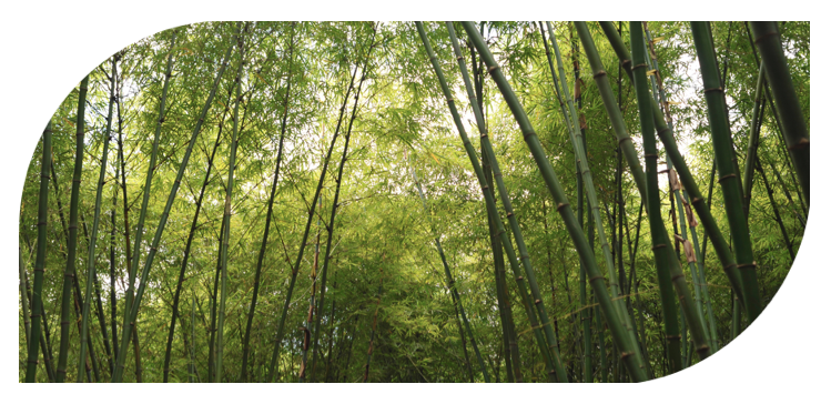 We are a social business to develop a sustainable green bamboo economy. We offer plantation, processing and construction solutions. Get in touch! Bamboo-uganda.com 
#bamboo #thinkbamboo #bambooinafrica