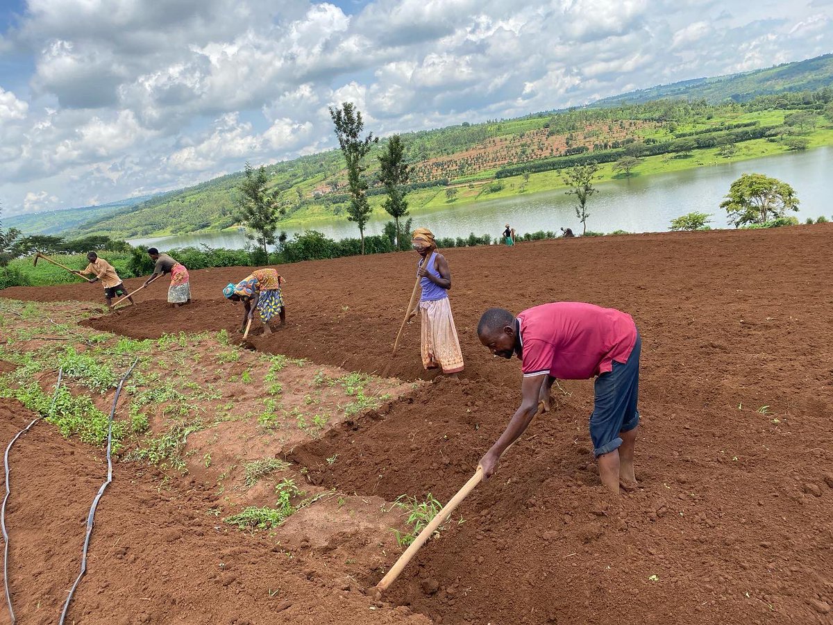 k_heritier250's tweet photo. “Pleasure in the job puts perfection in the work.
#wepush #agriculture #Rwanda #passion #youthfarming @RwandaAgriBoard https://t.co/CEVtzQsGuN