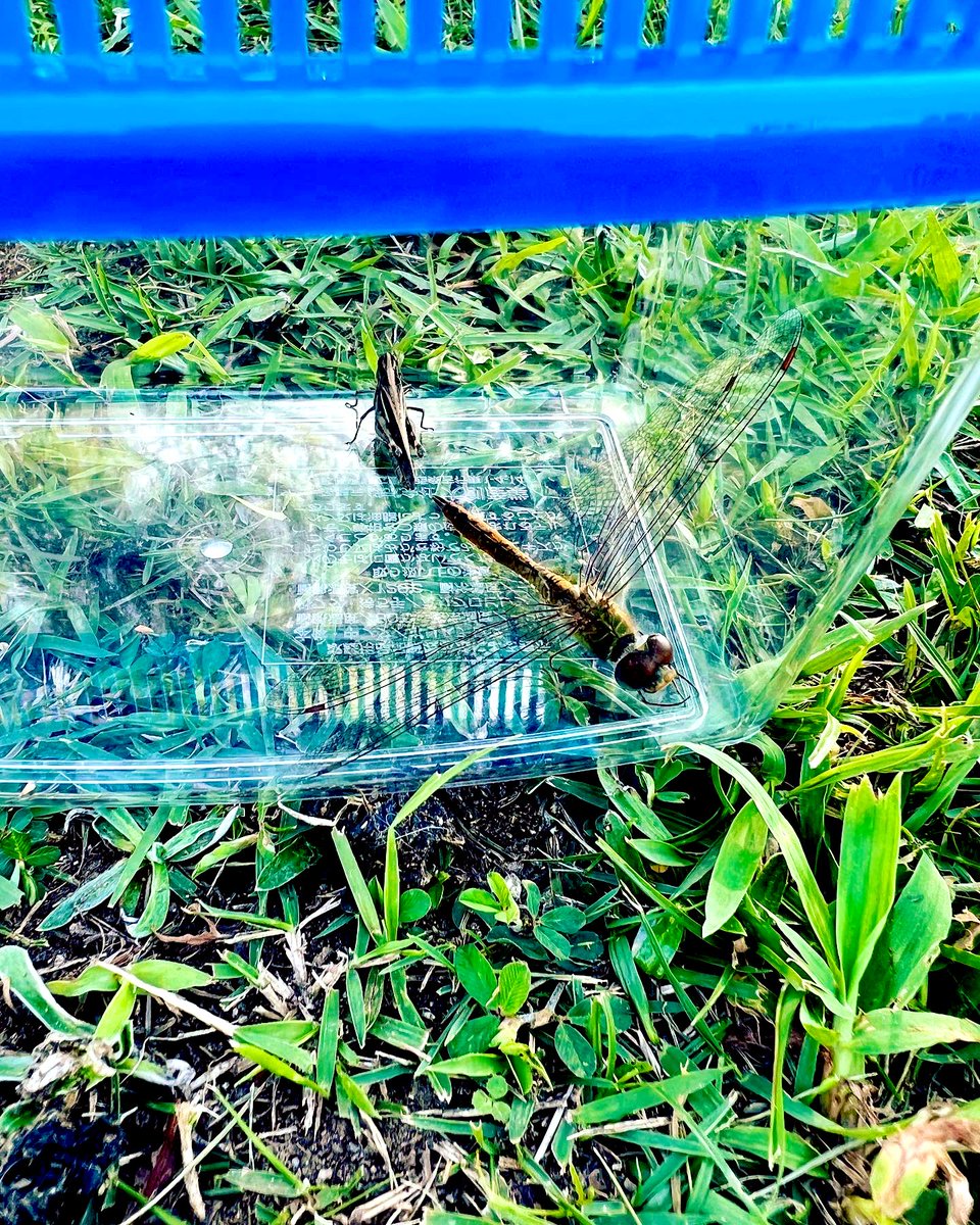 ryukiji's tweet photo. 今日はお休み&次男の誕生日会
虫取り笑笑
#insect #catching
#insectcatching https://t.co/XEgdfYqlqK