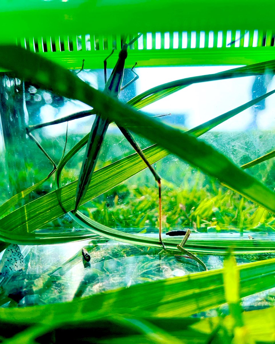 ryukiji's tweet photo. 今日はお休み&次男の誕生日会
虫取り笑笑
#insect #catching
#insectcatching https://t.co/XEgdfYqlqK