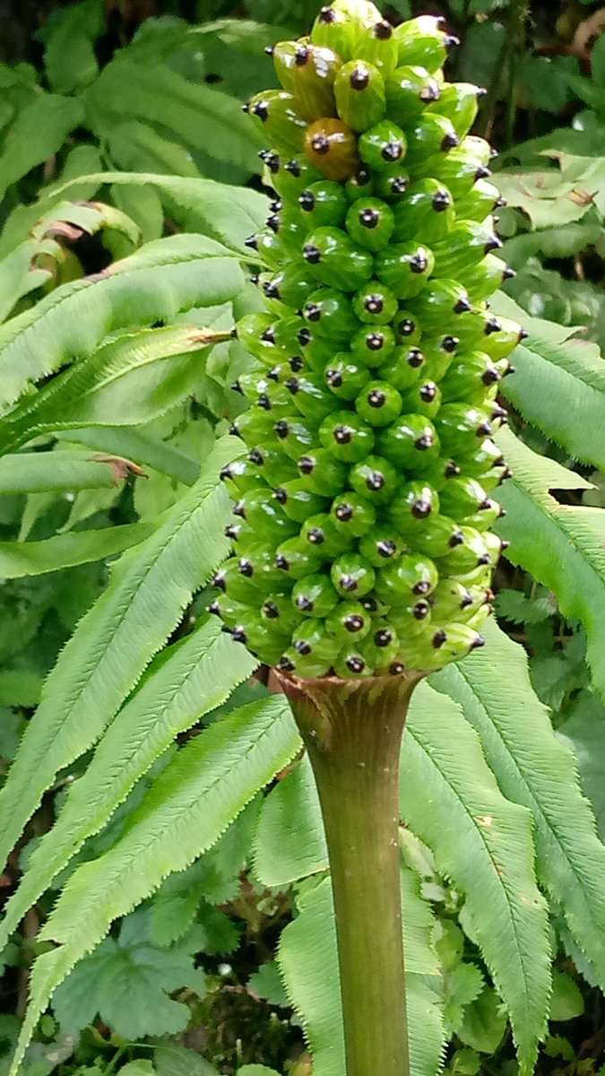 Rajinde15863622's tweet photo. Beauty of #HimachalPradesh
#प्रक्रति का #नियम है #परिवर्तन
#Shimla #rohru #khadrala #Photography #herbal https://t.co/4MB4WB7AwG