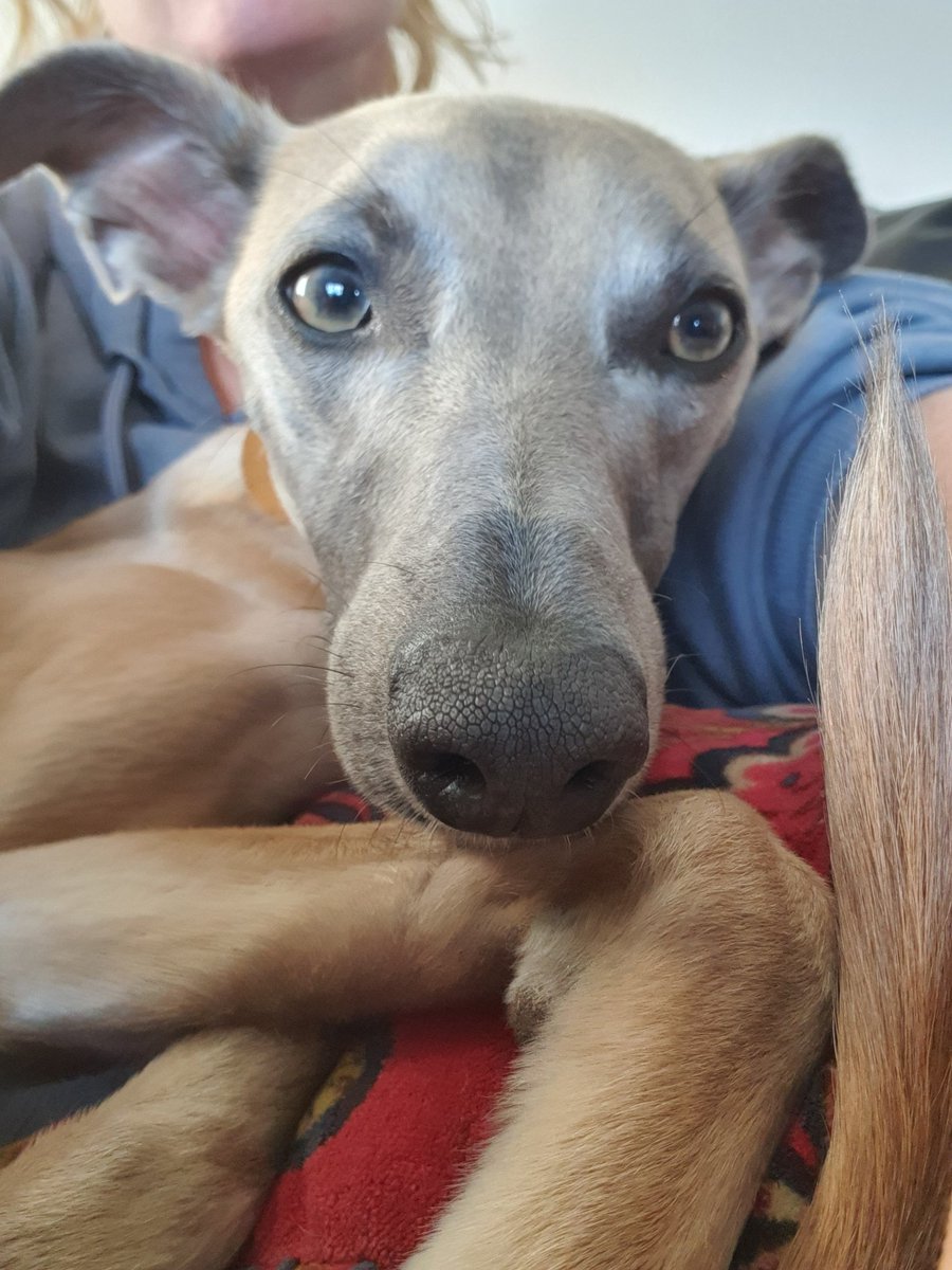 Wispawhippet's tweet image. When mum has a visitor on her lap, but he&apos;s not use to getting his photo taken from all angles. This was one of the few decent photos my mum could get - most of the others were a close up off his nose