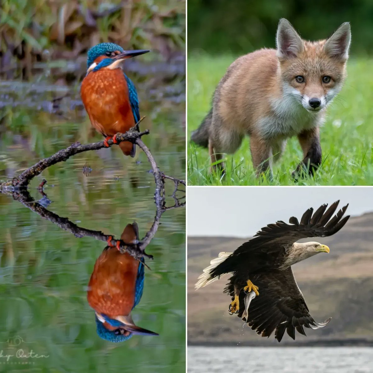 As it's my birthday today I thought I'd choose a few of my favourite shots which I've taken this year. Hope you like then.  

vickyoutenphotography.com 

#birthday #ayearolder #wildlifephotography #redfoxcub #fox #cub #kingfisher #seaeagle #whitetailedseaeagle #eagle
