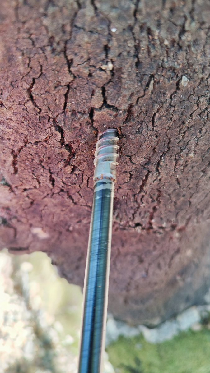 mabdelaziz_moha's tweet photo. In the other hand, over 130 cores of Quercus suber and other tree species were collectec together with soil, DNA samples and population structure data for #MEADCLIM project in three impressive mountain ranges: High Atlas, Middle Atlas and Rif. https://t.co/eHnt8Bggby