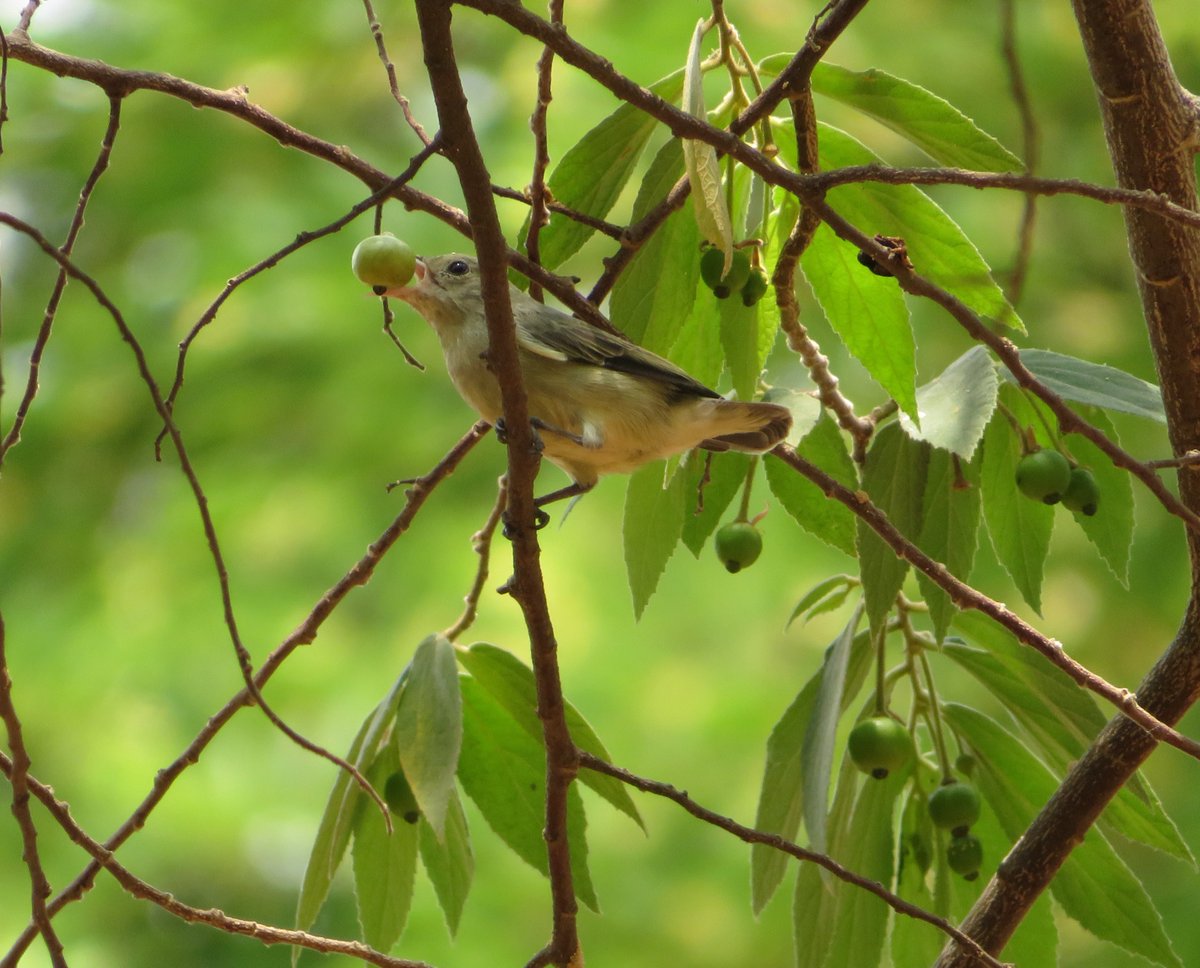 TP_Poetry's tweet photo. #palebilledflowerpecker #Bangalore https://t.co/hIuMu6kzQl