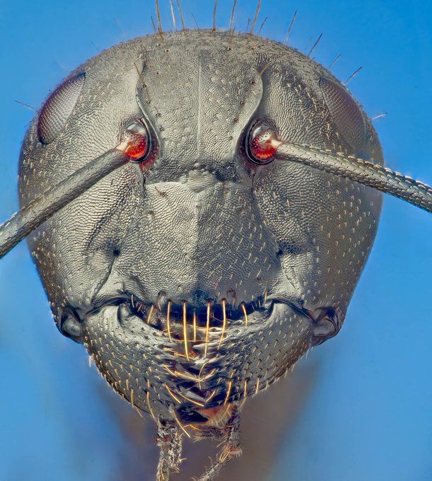 a close up image of an ant's face, taken under a microscope
