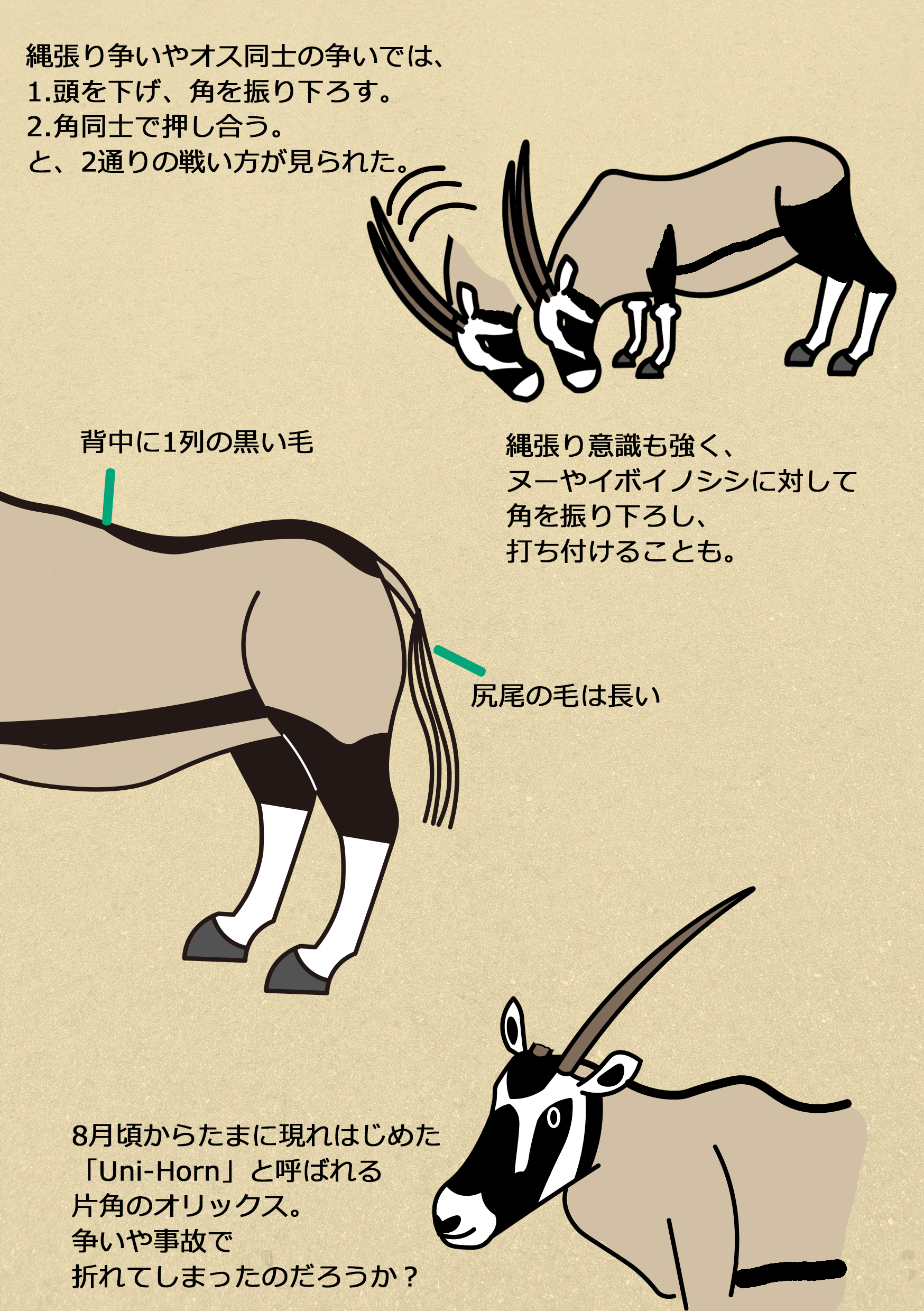 図鑑t ずかんてぃー 博物フェスb 7 Zukan T Twitter