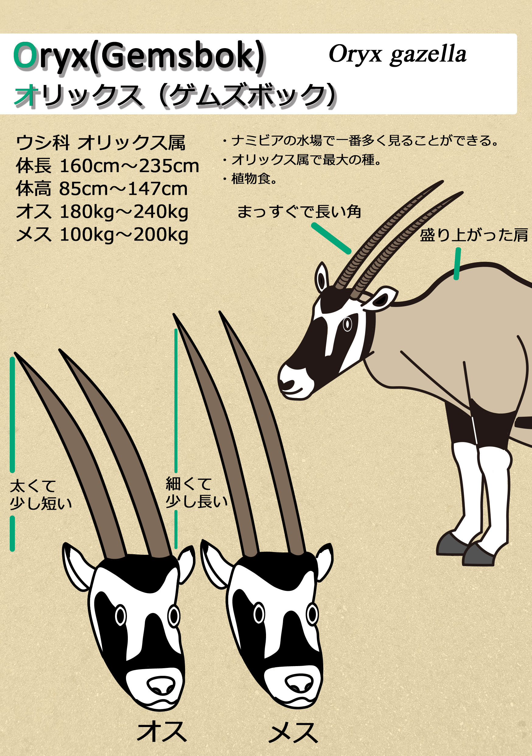 図鑑t ずかんてぃー 博物フェスb 7 Zukan T Twitter