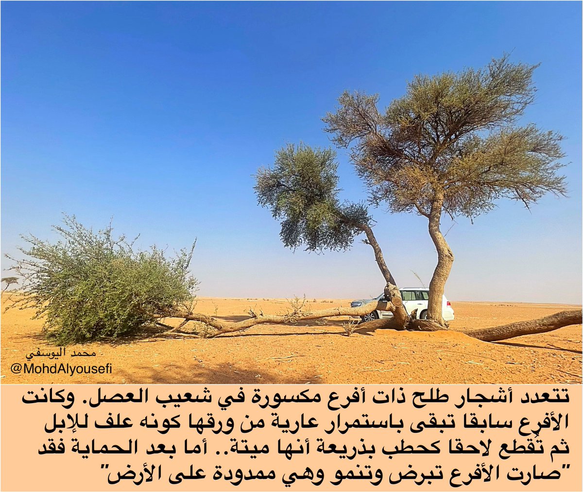 MohdAlyousefi's tweet photo. هذا من آثار "جريمة بيئية" كان يفعلها (بعض الرعاة) بكسر أفرع أشجار كبيرة خضراء معمرة غير محمية لتأكلها الماشية! 

الصور اليوم "بعد الحماية" نمت المكسورة وهي ممددة على الأرض" دليل أنها حيّة" لكن كانت قبل الحماية تتعرض لجور رعي لا يُبقى خضرتها إلى أن يأتي من يجتثها بزعم أنها حطب! https://t.co/496EORVwBV