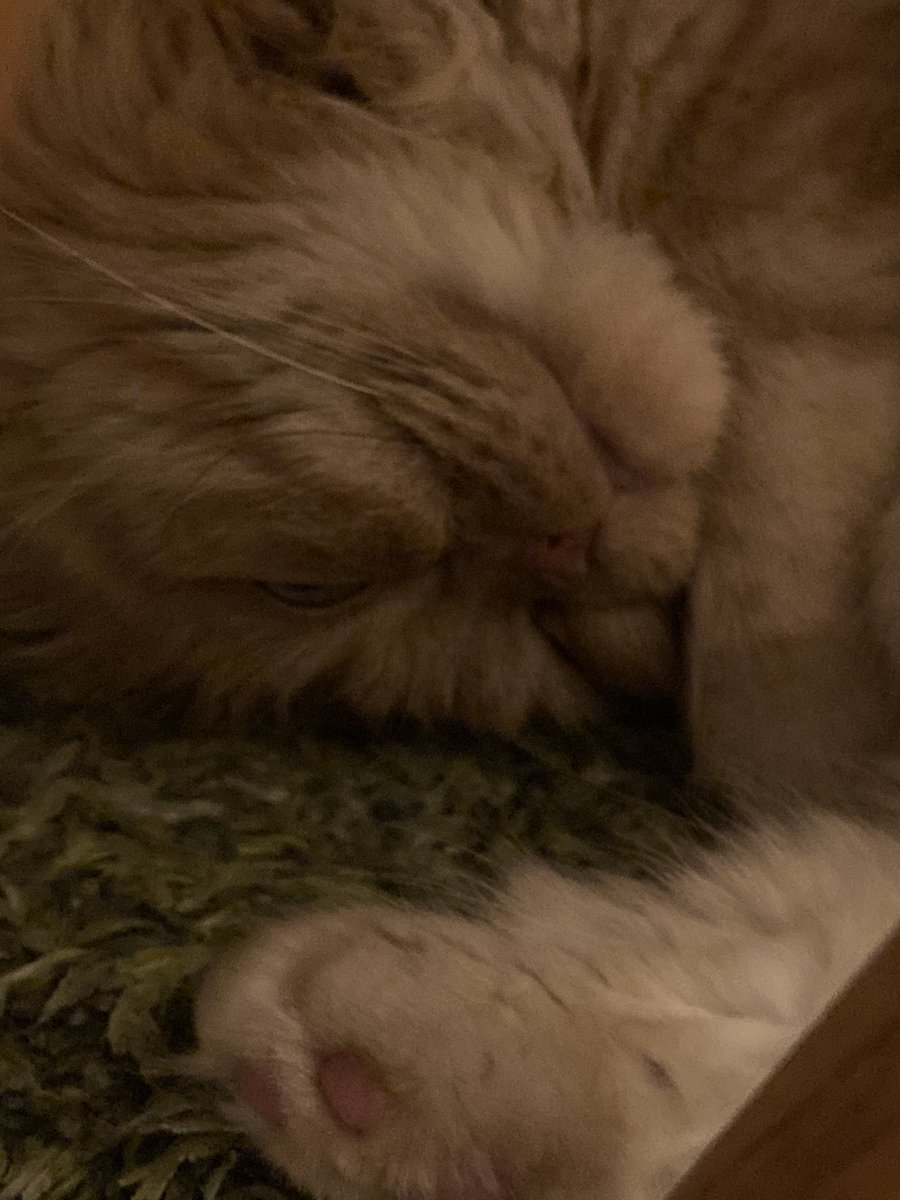 Q886X5j's tweet photo. ムニャムニャ言って寝てる💤 https://t.co/EW4aLp6j71
