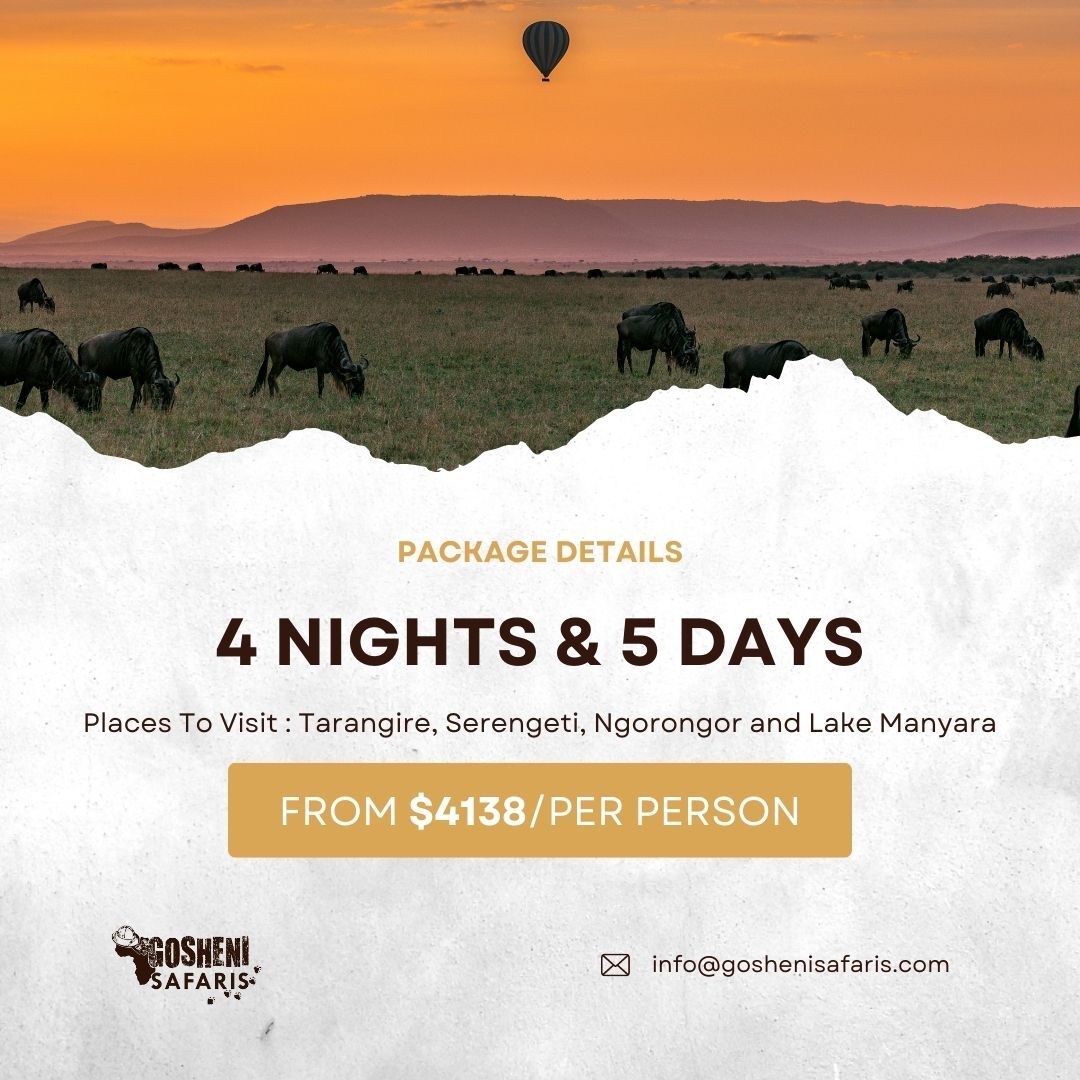 gosheni_safaris's tweet photo. Tour of the Week: 5 Days Tanzania Under the Skies Safari
This amazing safari will take you through the highlights of the renowned parks of Northern Tanzania.
https://t.co/I6wpqU9a2y
#discovertheunexpected
#tanzaniaroyaltour
#localtouroperator https://t.co/oyMQBmtqc8