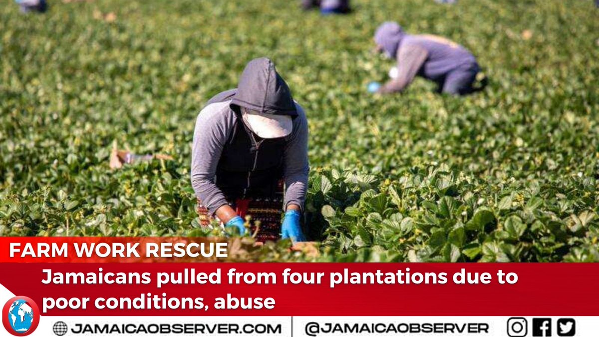 JamaicaObserver's tweet photo. Jamaican farm workers in Canada have been pulled from four farms since the start of this year because of what have been deemed unacceptable conditions.
https://t.co/6w4T9ClGR8 https://t.co/014NqbFbVz