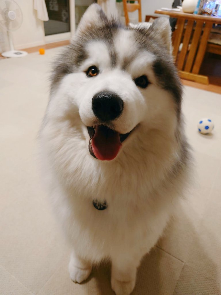 husky_az's tweet photo. 皆様お久しぶりです
娘は実家を出ましたので更新頻度が落ちています😭
今日は実家に遊びに行って��わいこちゃんたちに会ってきました❤ https://t.co/WPyOARL1nm