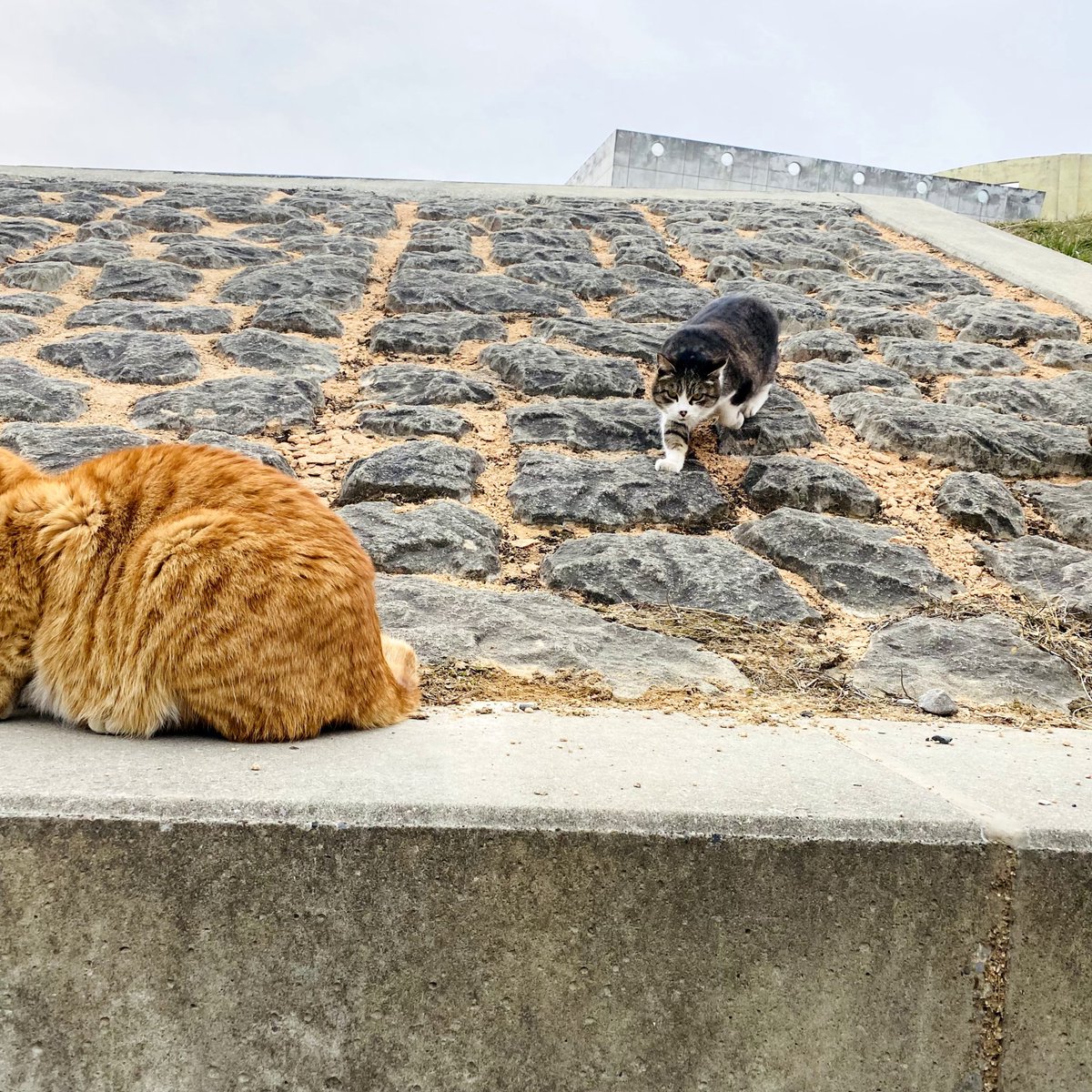 おすもうペット (@osmopet) on Twitter photo 