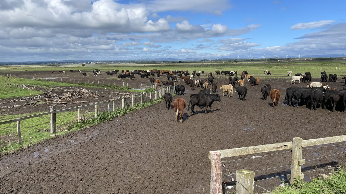 Ruari Martin 🐑🥛🍺 tweet media