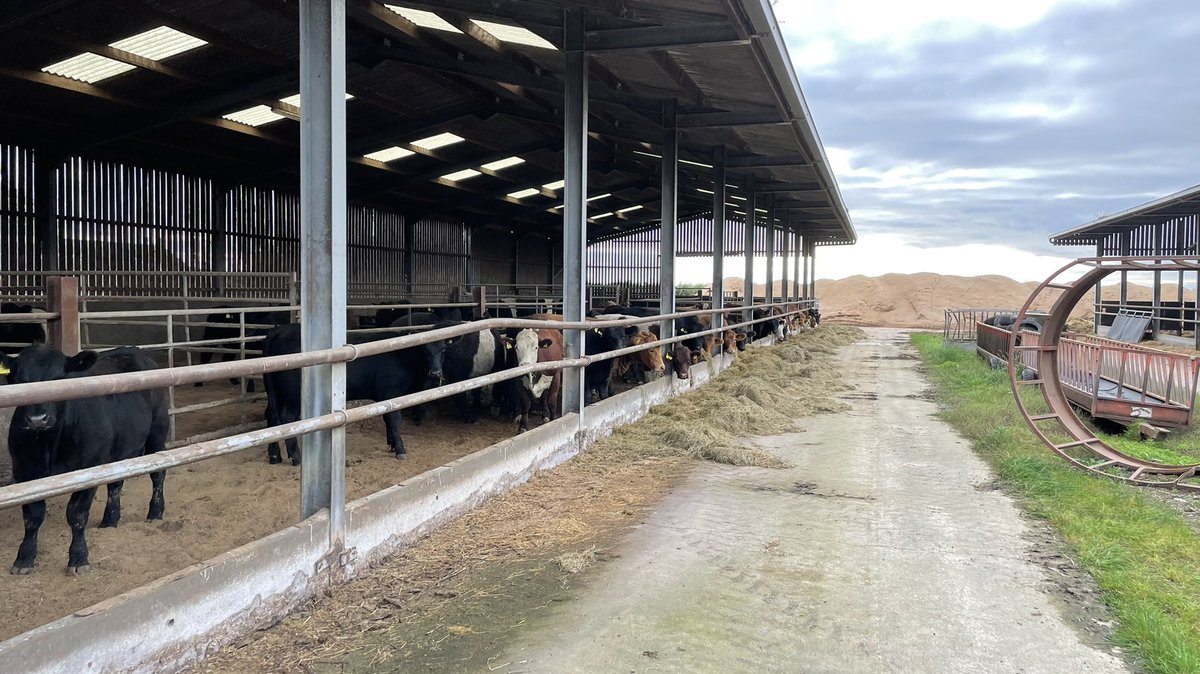 Ruari Martin 🐑🥛🍺 tweet media