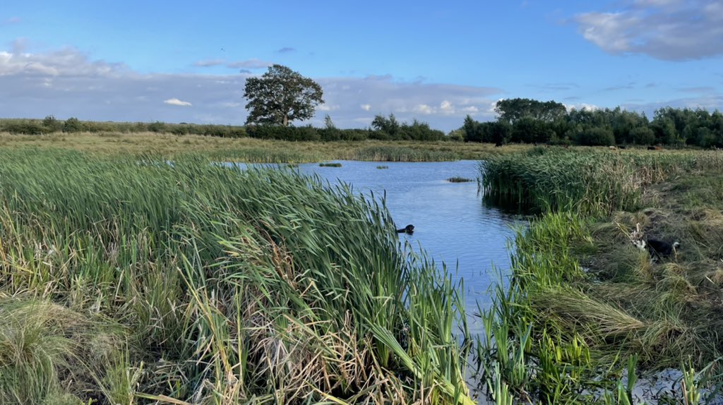 Ruari Martin 🐑🥛🍺 tweet media